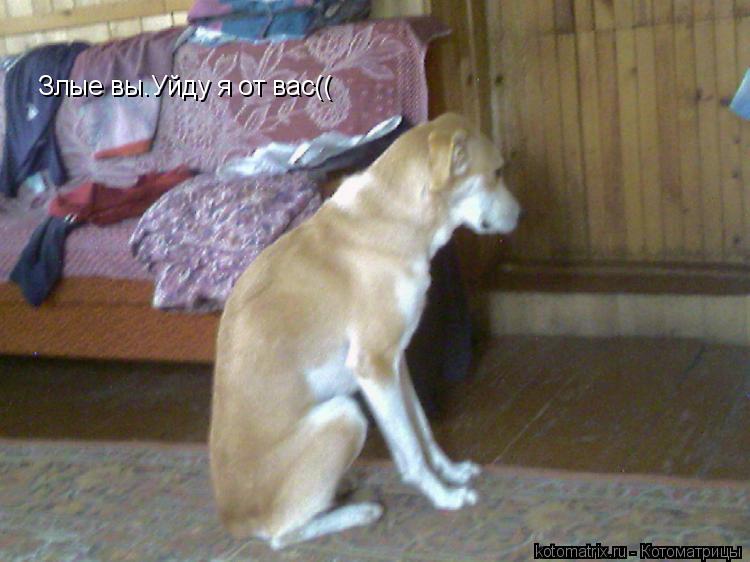 Злые вы.Уйду я от вас((... Котоматрица: Злые вы.Уйду я от вас((