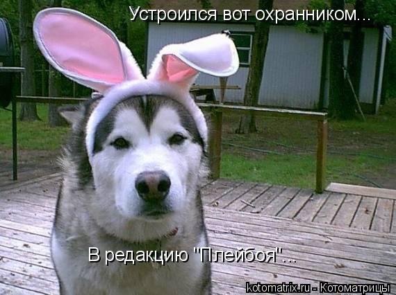 Устроился вот охранником... В редакцию "Плейбоя"...... Котоматрица: Устроился вот охранником... В редакцию "Плейбоя"...