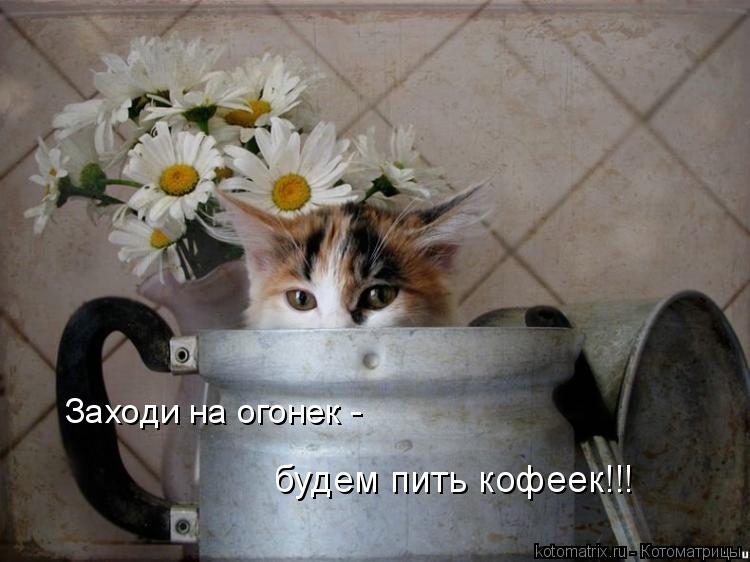 Заходи на огонек - будем пить кофеек!!!... Котоматрица: Заходи на огонек - будем пить кофеек!!!