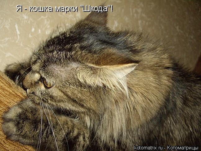 Я - кошка марки "Шкода"!... Котоматрица: Я - кошка марки "Шкода"!