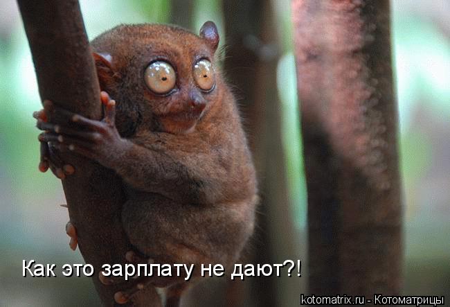 Как это зарплату не дают?!... Котоматрица: Как это зарплату не дают?!