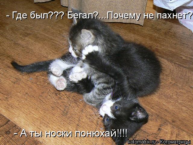 - А ты носки понюхай!!!! - Где был??? Бегал?...Почему не пахнет???... Котоматрица: - А ты носки понюхай!!!! - Где был??? Бегал?...Почему не пахнет???