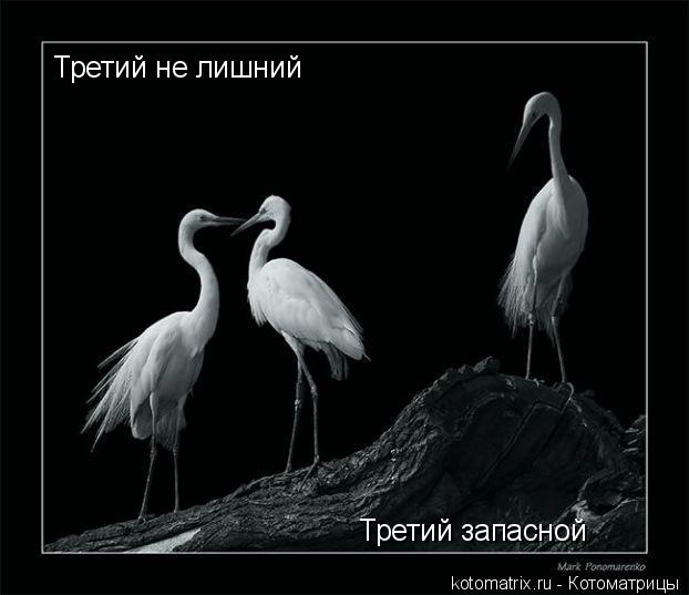 Третий не лишний Третий запасной... Котоматрица: Третий не лишний Третий запасной