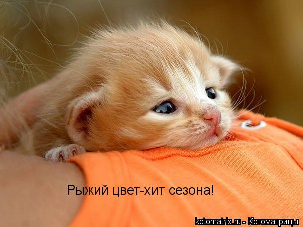 Рыжий цвет-хит сезона!... Котоматрица: Рыжий цвет-хит сезона!