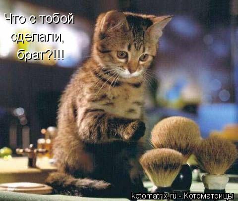 Что с тобой сделали, брат?!!!... Котоматрица: Что с тобой сделали, брат?!!!