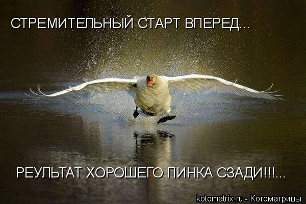 Котоматрица: СТРЕМИТЕЛЬНЫЙ СТАРТ ВПЕРЕД... РЕУЛЬТАТ ХОРОШЕГО ПИНКА СЗАДИ!!!...