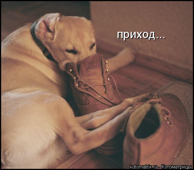 приход...... Котоматрица: приход...