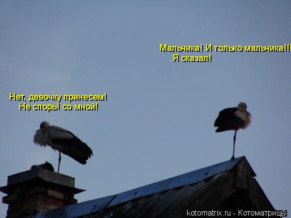 Нет, девочку принесем! Мальчика! И только мальчика!!!!! Не спорь! со мной! Я сказал!... Котоматрица: Нет, девочку принесем! Мальчика! И только мальчика!!!!! Не спорь! со мной! Я сказал!