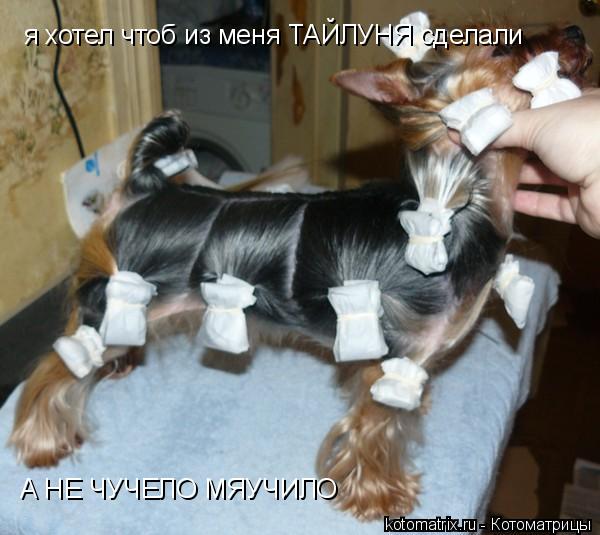 я хотел чтоб из меня ТАЙЛУНЯ сделали А НЕ ЧУЧЕЛО МЯУЧИЛО... Котоматрица: я хотел чтоб из меня ТАЙЛУНЯ сделали А НЕ ЧУЧЕЛО МЯУЧИЛО