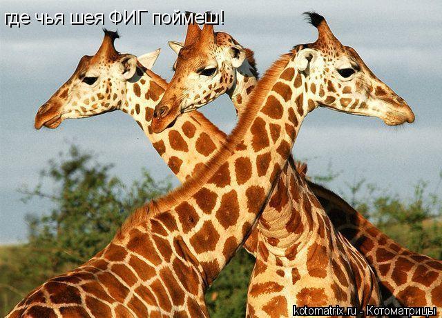 где чья шея ФИГ поймеш!... Котоматрица: где чья шея ФИГ поймеш!