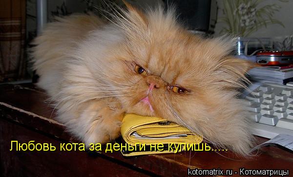 Любовь кота за деньги не купишь........ Котоматрица: Любовь кота за деньги не купишь.....