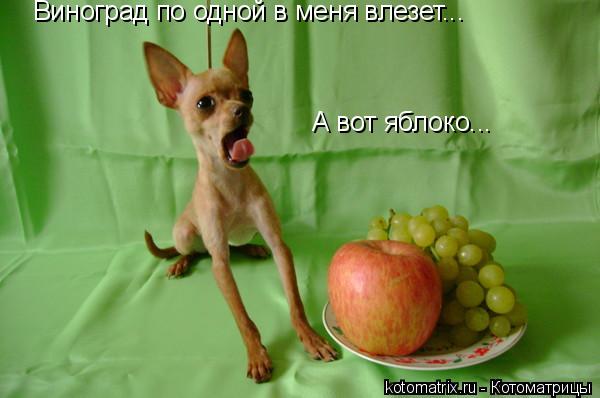 Виноград по одной в меня влезет... А вот яблоко...... Котоматрица: Виноград по одной в меня влезет... А вот яблоко...