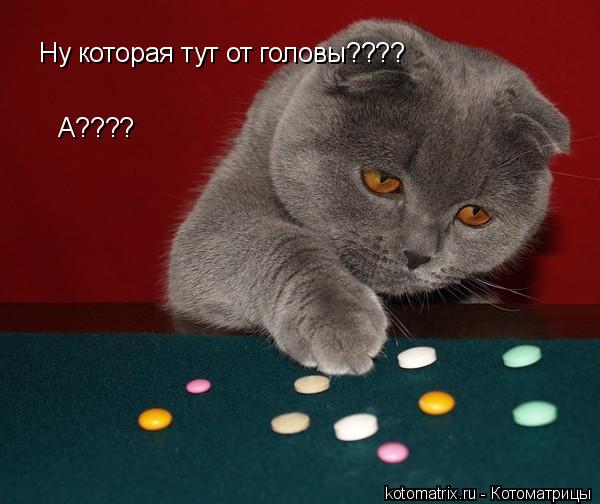 Ну которая тут от головы???? А????... Котоматрица: Ну которая тут от головы???? А????