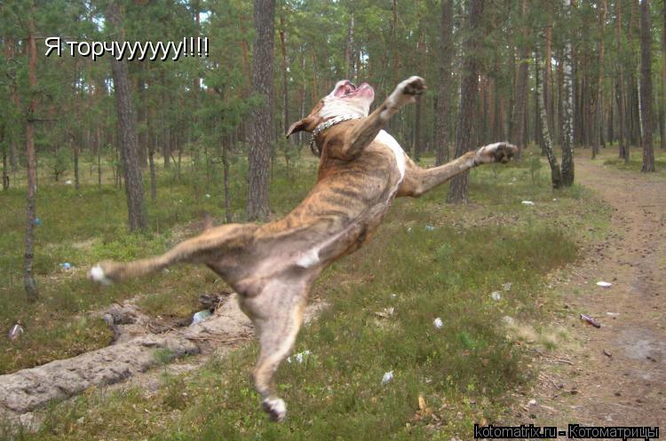 Я торчуууууу!!!!... Котоматрица: Я торчуууууу!!!!