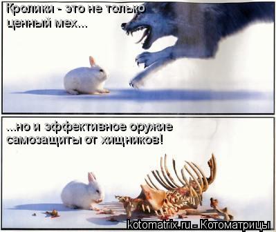Котоматрица: Кролики - это не только ценный мех... ...но и эффективное оружие самозащиты от хищников!