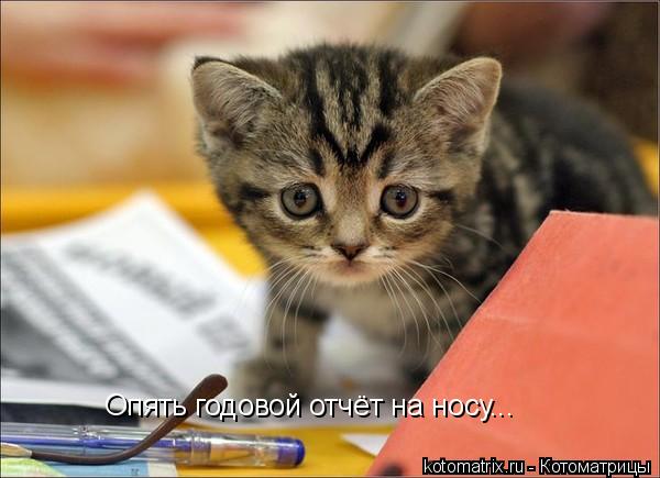 Опять годовой отчёт на носу...... Котоматрица: Опять годовой отчёт на носу...