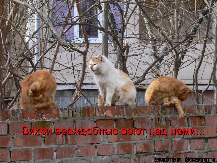 Вихри враждебные веют над нами...... Котоматрица: Вихри враждебные веют над нами...