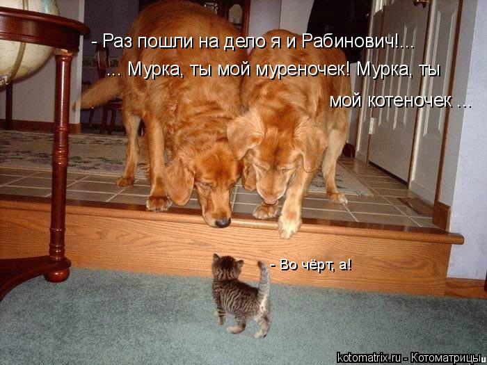 - Раз пошли на дело я и Рабинович!... ... Мурка, ты мой муреночек! Мурка, ты мой котеночек ... - Во ... Котоматрица: - Раз пошли на дело я и Рабинович!... ... Мурка, ты мой муреночек! Мурка, ты мой котеночек ... - Во чёрт, а!