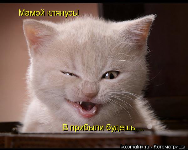 Мамой клянусь! В прибыли будешь....... Котоматрица: Мамой клянусь! В прибыли будешь....