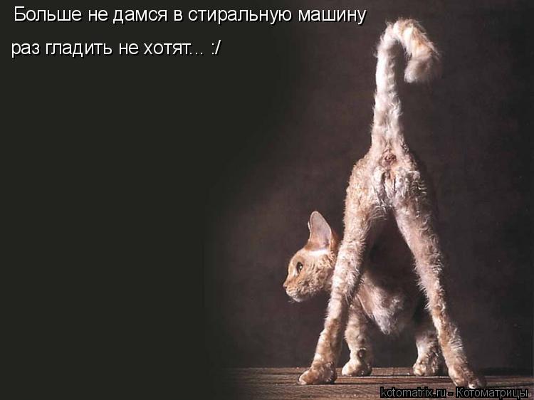 Больше не дамся в стиральную машину раз гладить не хотят... :/... Котоматрица: Больше не дамся в стиральную машину раз гладить не хотят... :/