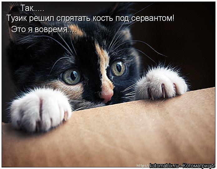 Так..... Тузик решил спрятать кость под сервантом! Это я вовремя....... Котоматрица: Так..... Тузик решил спрятать кость под сервантом! Это я вовремя....