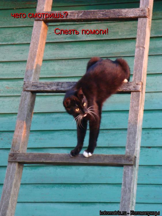чего смотришь? Слезть помоги!... Котоматрица: чего смотришь? Слезть помоги!
