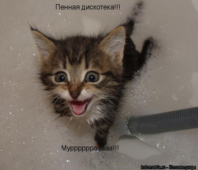 Пенная дискотека!!! Муррррррааааа!!!... Котоматрица: Пенная дискотека!!! Муррррррааааа!!!