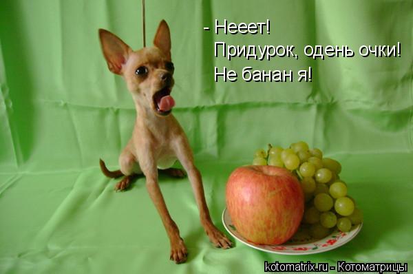 - Нееет! Придурок, одень очки! Не банан я!... Котоматрица: - Нееет! Придурок, одень очки! Не банан я!
