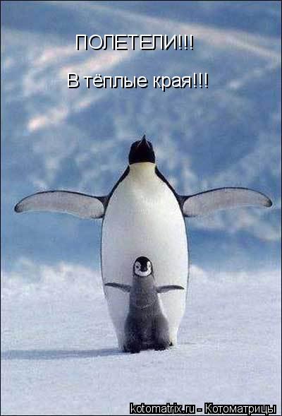 ПОЛЕТЕЛИ!!! В тёплые края!!!... Котоматрица: ПОЛЕТЕЛИ!!! В тёплые края!!!