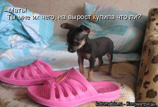 - Мать! Ты мне их чего, на вырост купила что ли?... Котоматрица: - Мать! Ты мне их чего, на вырост купила что ли?
