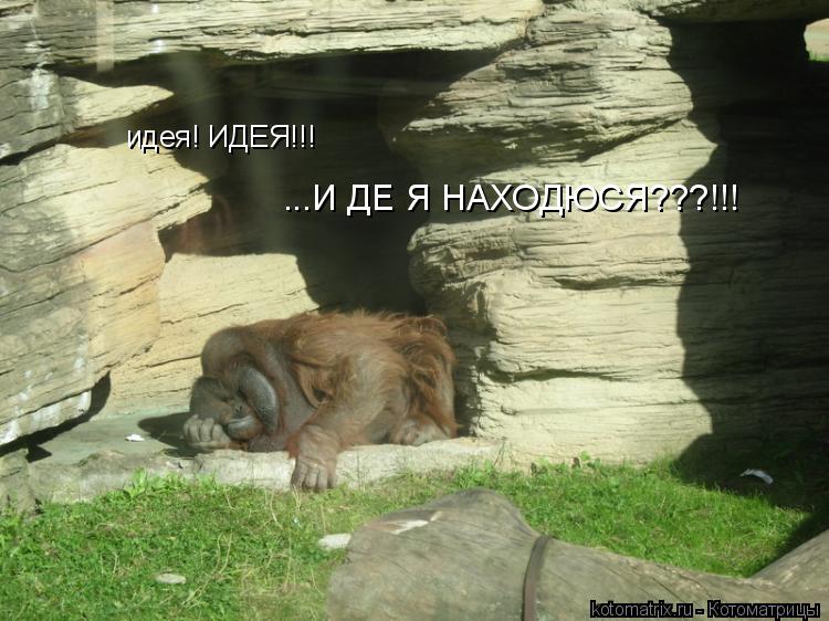 идея! ИДЕЯ!!! ...И ДЕ Я НАХОДЮСЯ???!!!... Котоматрица: идея! ИДЕЯ!!! ...И ДЕ Я НАХОДЮСЯ???!!!