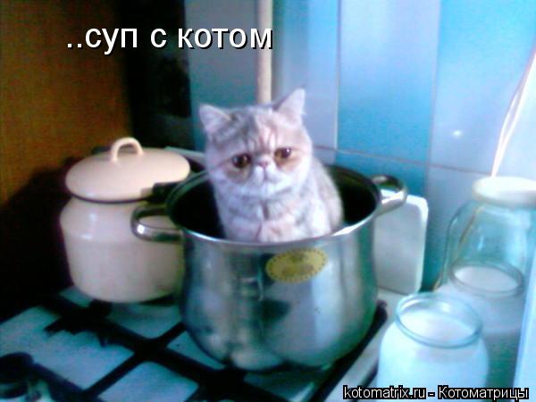 Котоматрица: ..суп с котом