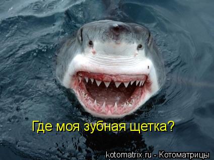 Где моя зубная щетка?... Котоматрица: Где моя зубная щетка?
