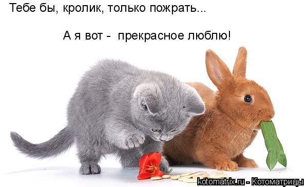 Котоматрица: Тебе бы, кролик, только пожрать... А я вот -  прекрасное люблю!