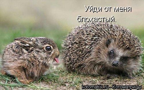 Котоматрица: Уйди от меня блохастый.