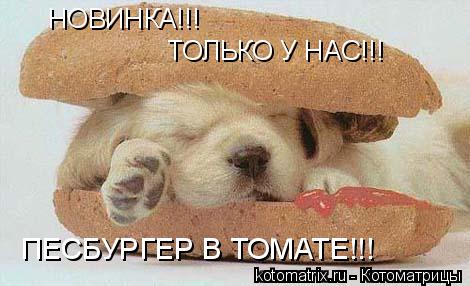 НОВИНКА!!! ТОЛЬКО У НАС!!! ПЕСБУРГЕР В ТОМАТЕ!!!... Котоматрица: НОВИНКА!!! ТОЛЬКО У НАС!!! ПЕСБУРГЕР В ТОМАТЕ!!!