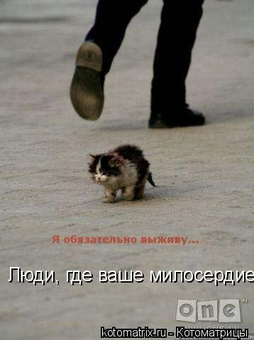 Люди, где ваше милосердие?... Котоматрица: Люди, где ваше милосердие?