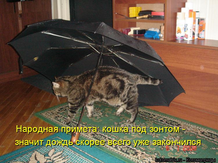 Котоматрица: Народная примета: кошка под зонтом -  значит дождь скорее всего уже закончился