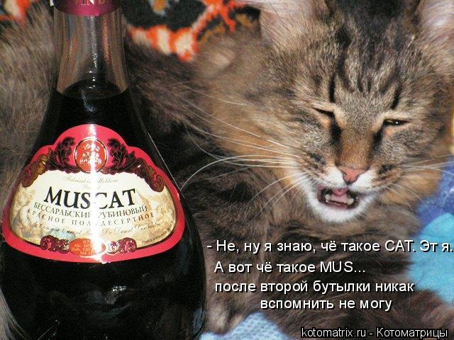 - Не, ну я знаю, чё такое САТ. А вот чё такое MUS... после второй бутылки никак вспомнить не могу Эт... Котоматрица: - Не, ну я знаю, чё такое САТ. А вот чё такое MUS... после второй бутылки никак вспомнить не могу Эт я.