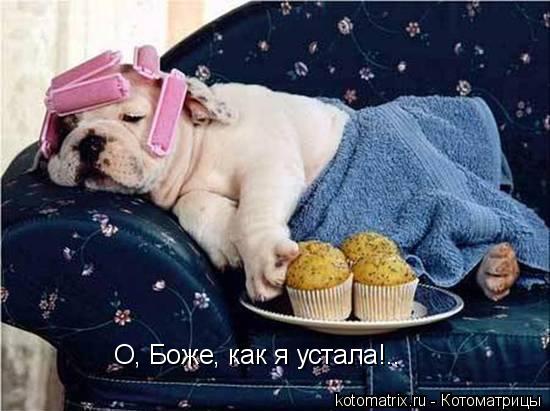 О, Боже, как я устала!..... Котоматрица: О, Боже, как я устала!..