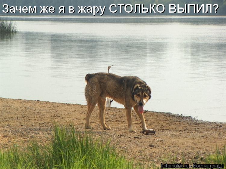 Зачем же я в жару СТОЛЬКО ВЫПИЛ?... Котоматрица: Зачем же я в жару СТОЛЬКО ВЫПИЛ?