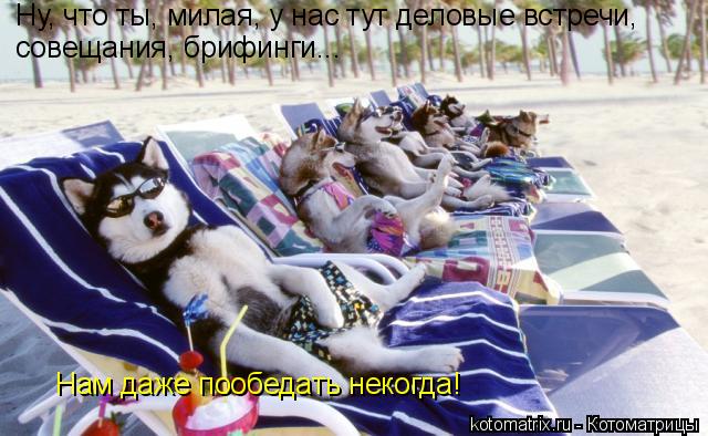 Ну, что ты, милая, у нас тут деловые встречи, совещания, брифинги... Нам даже пообедать некогда!... Котоматрица: Ну, что ты, милая, у нас тут деловые встречи, совещания, брифинги... Нам даже пообедать некогда!
