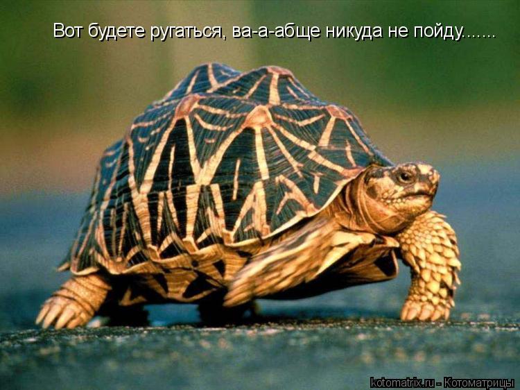 Вот будете ругаться, ва-а-абще никуда не пойду.......... Котоматрица: Вот будете ругаться, ва-а-абще никуда не пойду.......