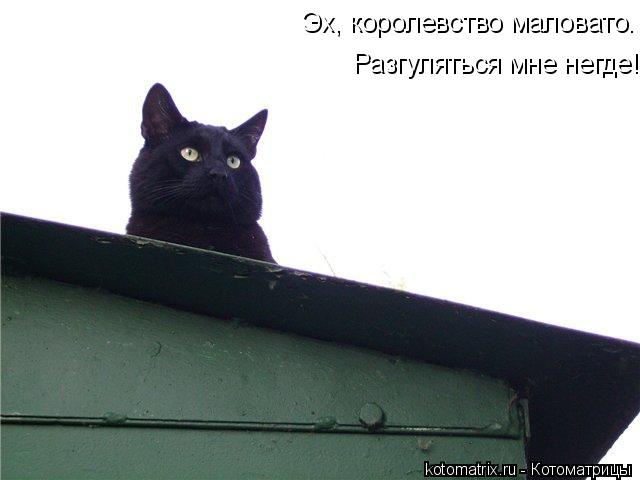 Эх, королевство маловато. Разгуляться мне негде!... Котоматрица: Эх, королевство маловато. Разгуляться мне негде!