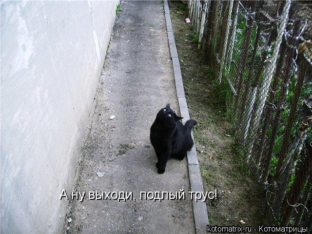 А ну выходи, подлый трус!... Котоматрица: А ну выходи, подлый трус!