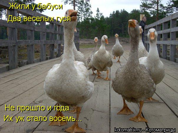 Жили у бабуси Два веселых гуся Не прошло и года Их уж стало восемь...... Котоматрица: Жили у бабуси Два веселых гуся Не прошло и года Их уж стало восемь...