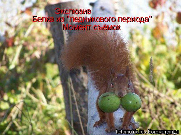 Экслюзив Белка из "ледникового периода" Момент съёмок... Котоматрица: Экслюзив Белка из "ледникового периода" Момент съёмок