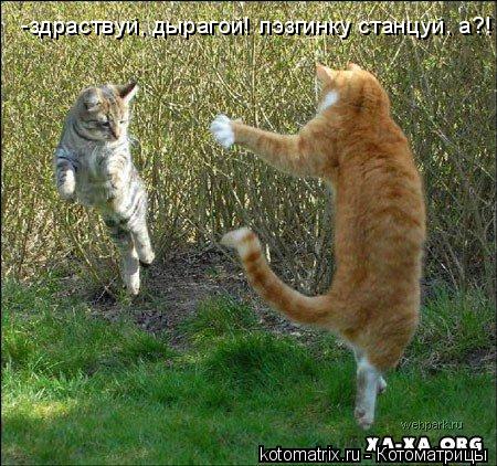 -здраствуй, дырагой! лэзгинку станцуй, а?!... Котоматрица: -здраствуй, дырагой! лэзгинку станцуй, а?!
