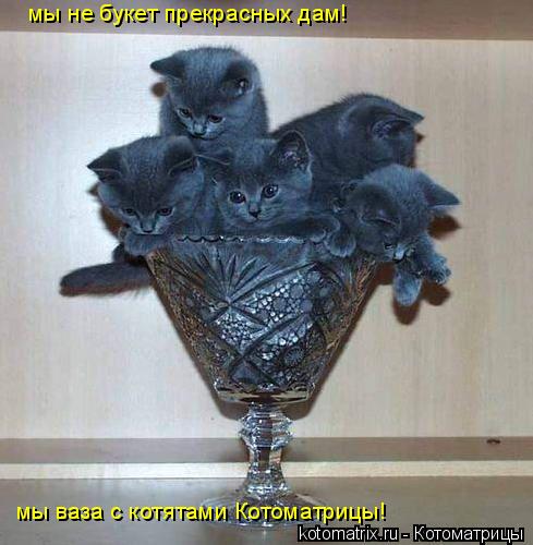 Котоматрица: мы не букет прекрасных дам! мы ваза с котятами Котоматрицы!