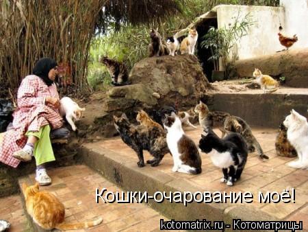 Кошки-очарование моё!... Котоматрица: Кошки-очарование моё!